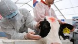 Специалисты заявили о новом надвигающемся на Саратовскую область заболевании животных