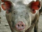 Об эпизоотической ситуации по заразным болезням животных и мерах их профилактики на территории Саратовской области