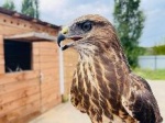 Энгельсский мусоросортировочный комплекс АО «Ситиматик» прошел орнитологические исследования