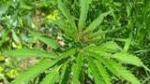 В Калининске выявлен очаг произрастания дикорастущих наркосодержащих растений