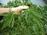 Ответственность за выращивание домашней конопли