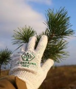 Более 20 000 клиентов Почты России в Саратовской области стали участниками проекта по восстановлению лесов 