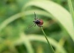 В Саратовской области клещи покусали 755 человек 