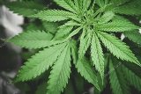 Об ответственности за незаконную культивацию  наркосодержащих растений