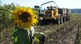 ООО "Кольцовское" приступили к уборке подсолнечника
