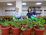   Цветущий сад из  бабушкиной герани