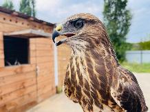 Энгельсский мусоросортировочный комплекс АО «Ситиматик» прошел орнитологические исследования