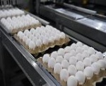 На Симоновской птицефабрике начинают внедрять инструменты бережливого производства