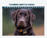 В Саратовской области утверждены дополнительные требования к содержанию домашних животных, а также к их выгулу. 