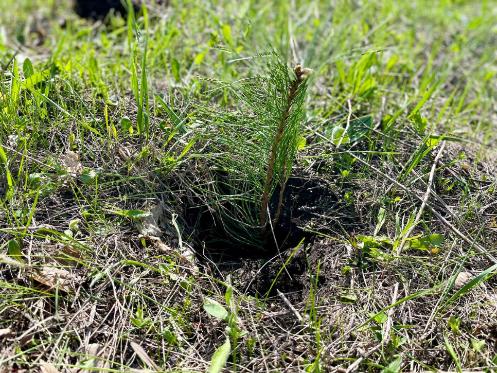 Сотрудники ПАО «Саратовэнерго» высадили 1500 сеянцев на Кумысной поляне