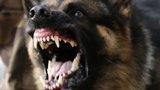 Под Саратовом пес откусил у 5-летней девочки ухо и снял скальп