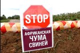 Памятка для населения по африканской чуме свиней 