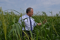 Валерий Радаев поручил руководству минсельхоза тщательно продумать тактику уборки зерна в сложившихся погодных условиях