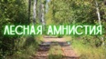 В Саратовской области около 200 собственников воспользовалось «лесной амнистией» 