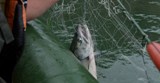 Незаконная добыча водных биологических ресурсов