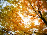 «Закружила пора золотая»