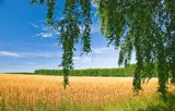 Хлеборобы области намолотили 3,8 млн. тонн зерна урожая-2016