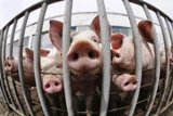 В Саратовской области выявили очередной очаг вируса АЧС