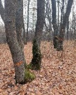 Вглядитесь в фотографии, которые были сделаны осенью прошлого года - повреждены многочисленные дубы, которые растут около места  отдыха «Лужок».