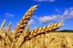 В Саратовской области посеяно более 1 млн га озимых культур 