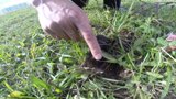 Управление сельского хозяйства и продовольствия администрации Калининского МР информирует