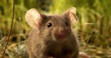 Внимание!!! Геморрагическая лихорадка с почечным синдромом в Саратовской области