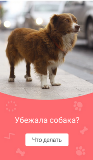 У меня убежала собака. Что делать? Помогите!