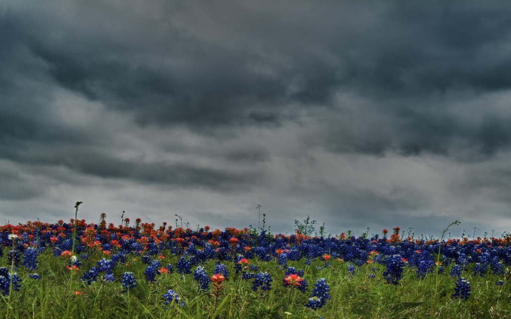 flowers_field_meadow_green_sky_overcast_clouds-701086.jpg!d.jpg