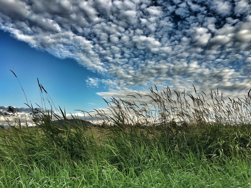 WindyGrass1.jpg