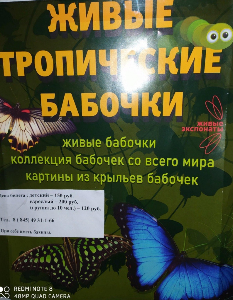 бабочки2.jpg
