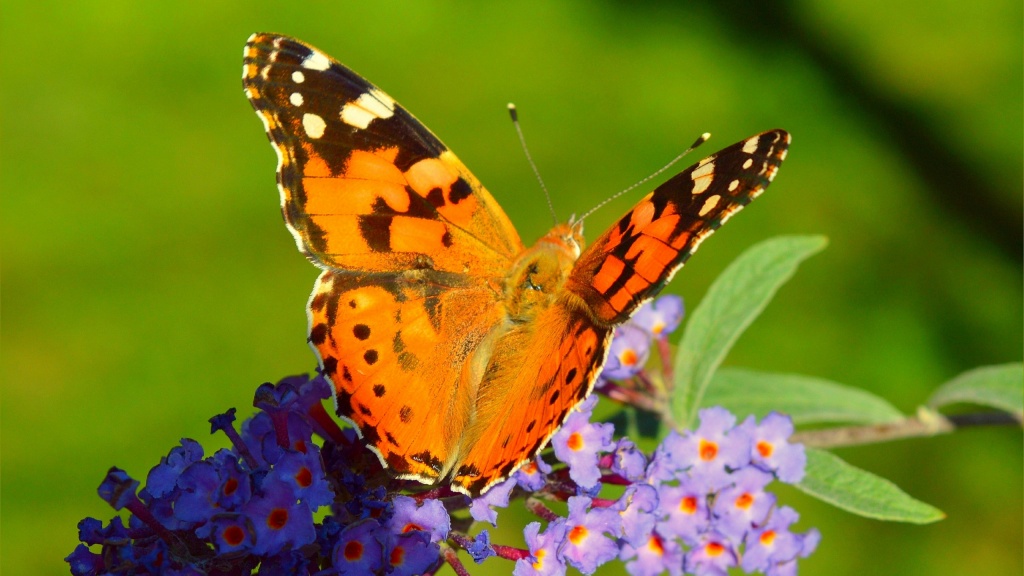 погода.jpg погода.jpg