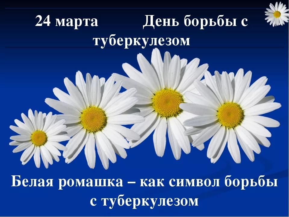 ромашка.jpg