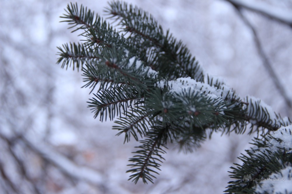 ель.jpg ель.jpg