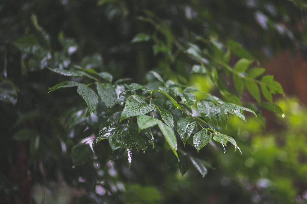 3002523-branches_drops_green_leaf_leaves_nature_rain_raindrops_rainy_twigs.jpg